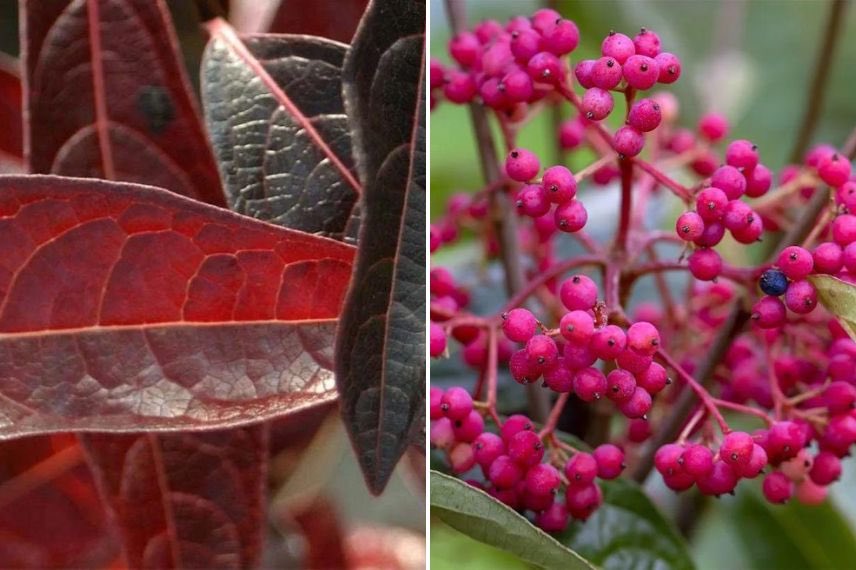 Viburnum Brandywine