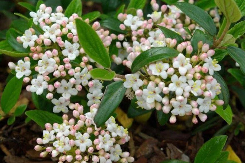 Viburnum Conoy