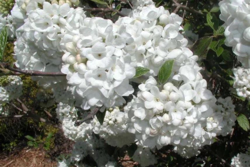 Viburnum Eskimo