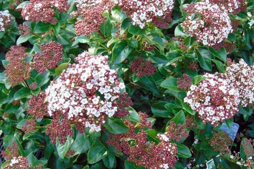 Viburnum Gwenllian