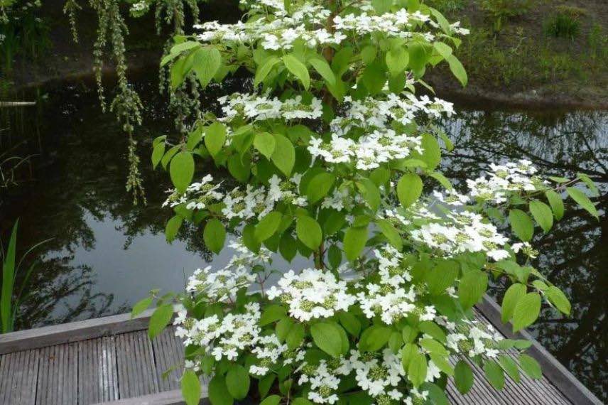 Viburnum Kilimandjaro