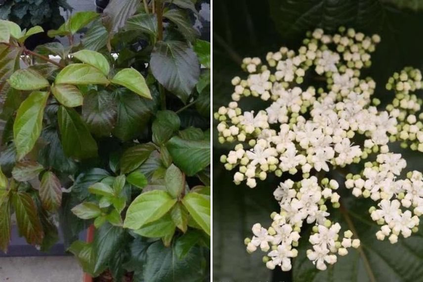 Viburnum Shiny Dancer