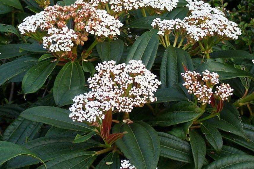 Viburnum davidii