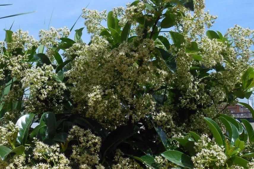 Viburnum lucidum