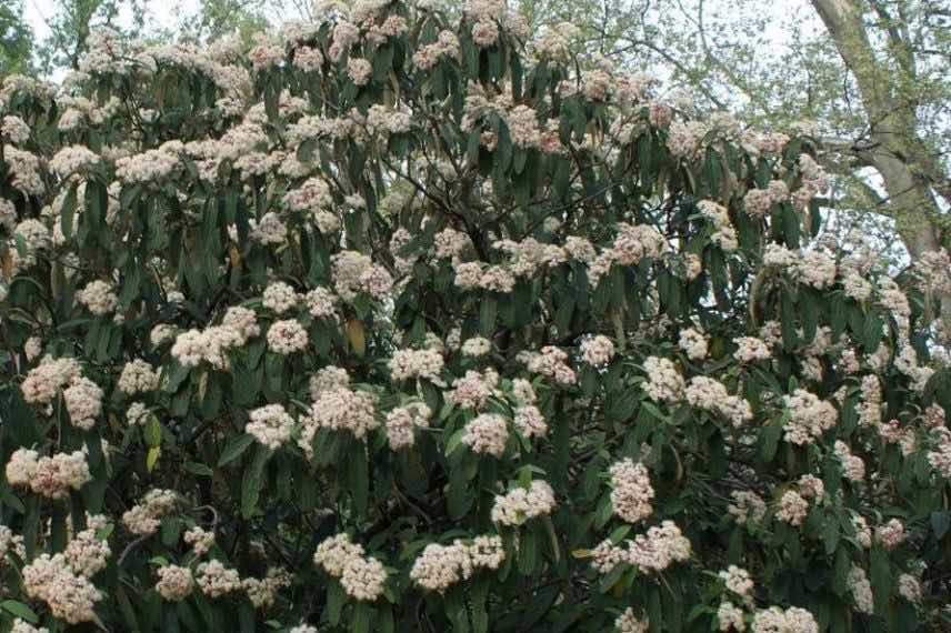 Viburnum rhytidiphollium