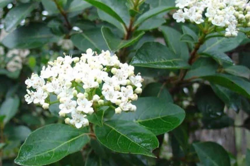 Viburnum tinus