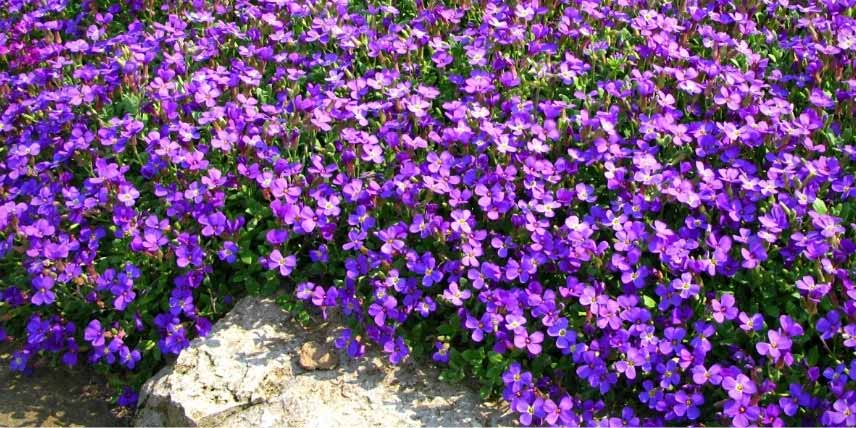 Les meilleures vivaces pour couvrir un talus : l'aubriète