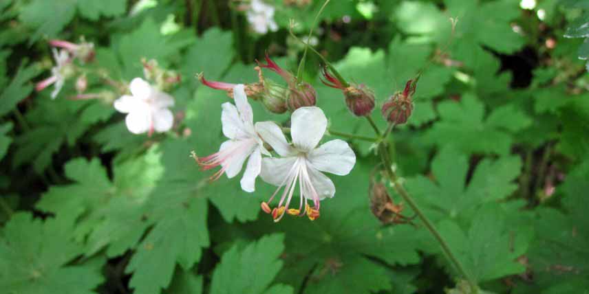 Les meilleures vivaces pour couvrir un talus : le Geranium macrorrhizum