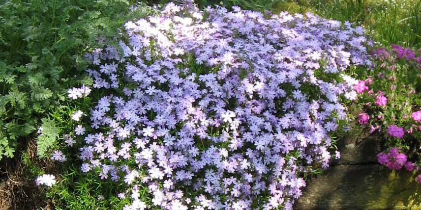 Les meilleures vivaces pour couvrir un talus : le phlox