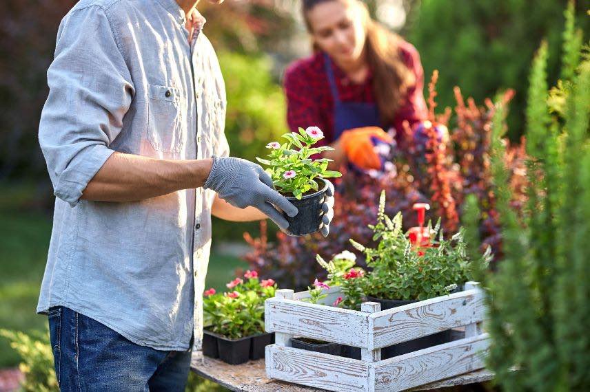 planter des fleurs