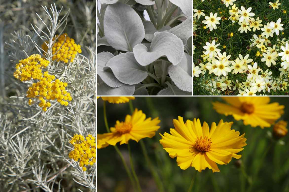 senecio, cineraire, seneçon, planter cultiver entretenir