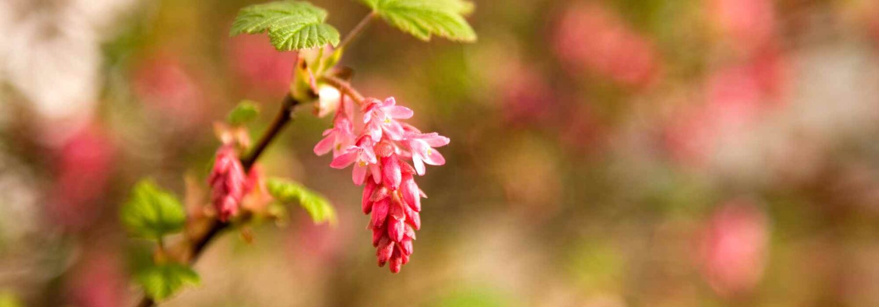 5 idées pour associer Groseillier à fleurs