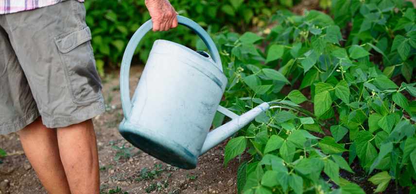 Guide de survie du jardin en ete, conseils jardinage en ete