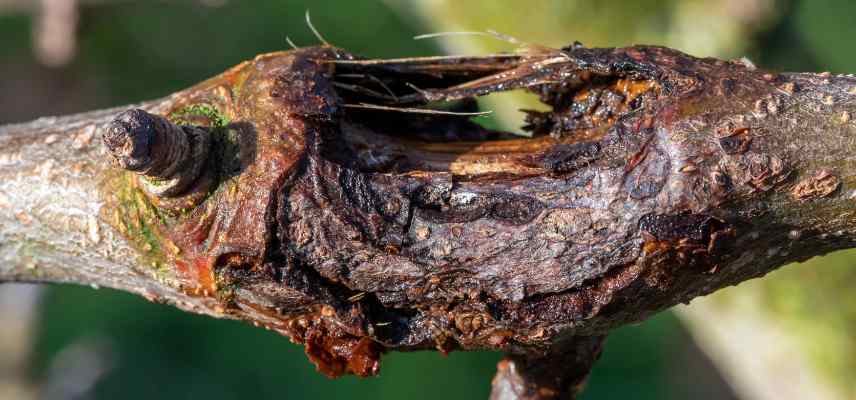 maladies et parasites du charme, carpinus belulus maladies champignons