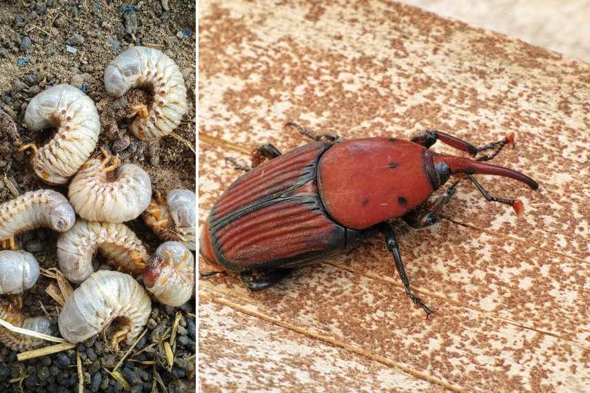 parasite charançon rouge