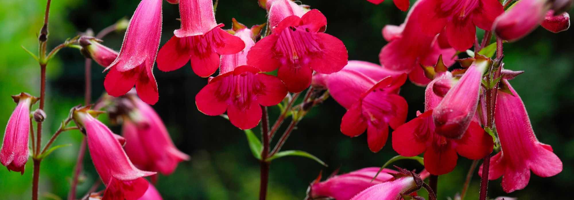 Choisir un Penstemon