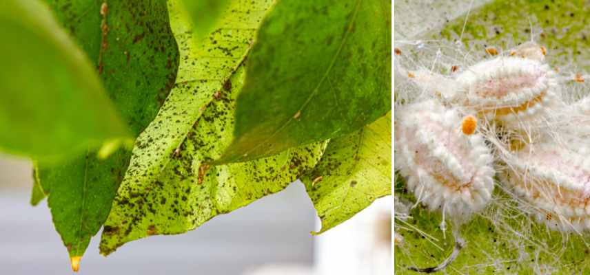 maladies parasites champignons catalpa