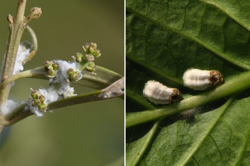 cochenilles