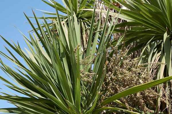 Comment bouturer la cordyline ?