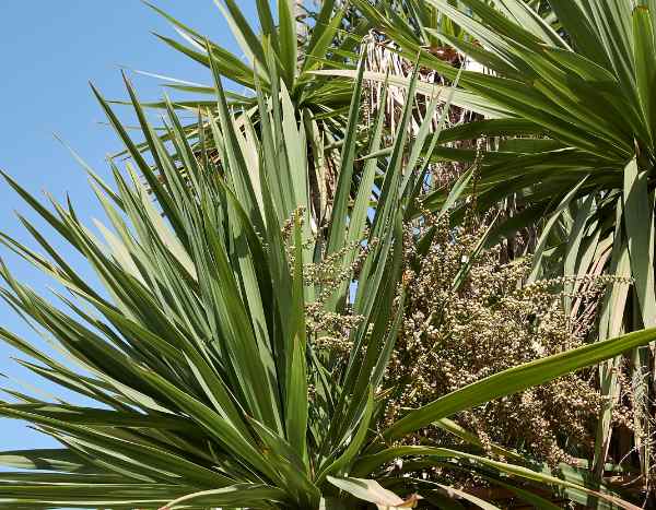 Comment bouturer la cordyline ?