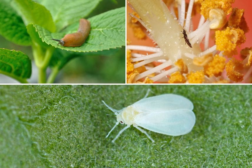 Limaces, thrips et aleurodes