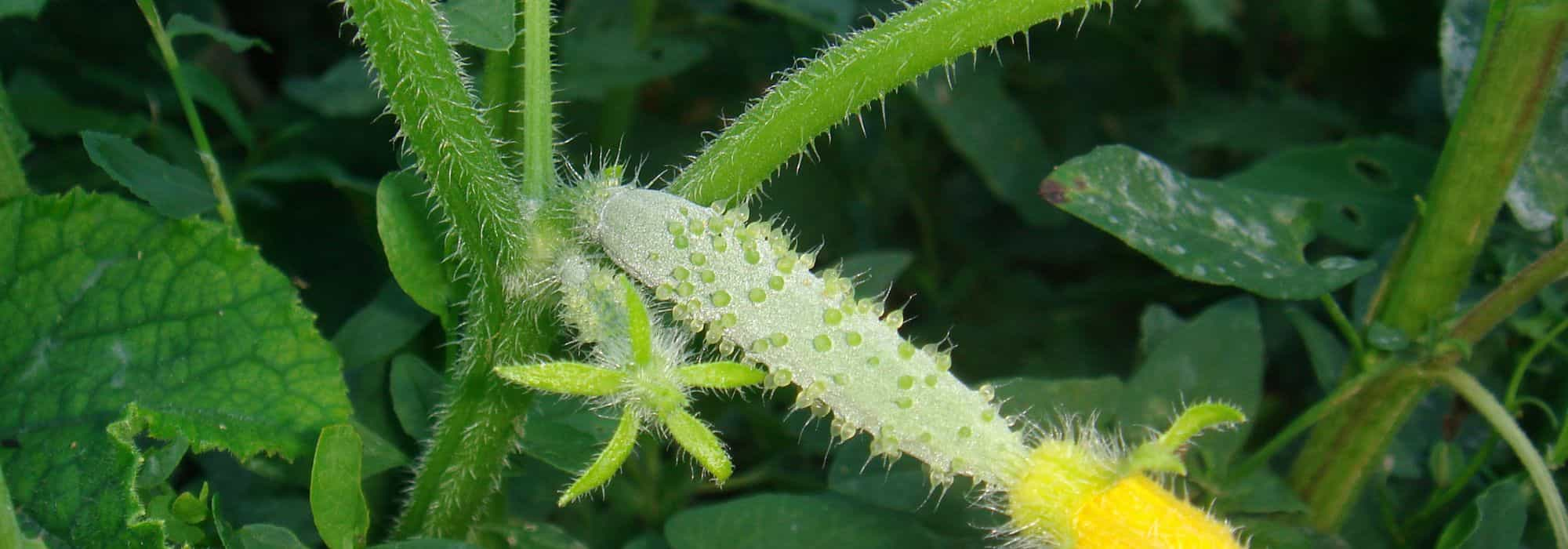 Les maladies et parasites du concombre et du cornichon