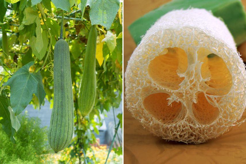 Éponge végétale Luffa pour vaisselle