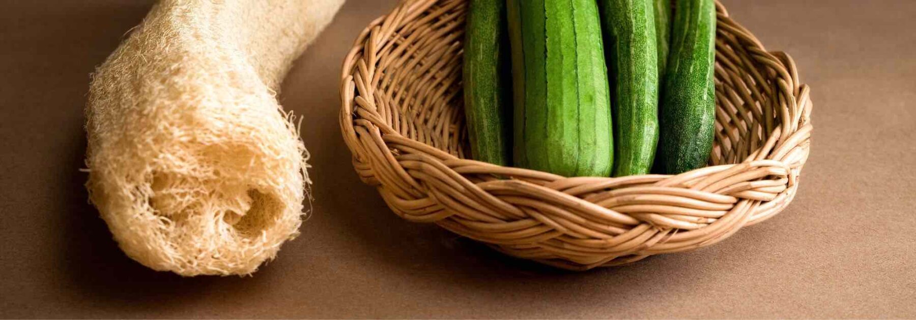 Comment réussir le semis de courge loofah ou éponge végétale ?
