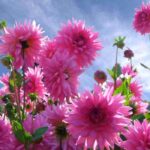 Comment cultiver des dahlias par temps chaud ?