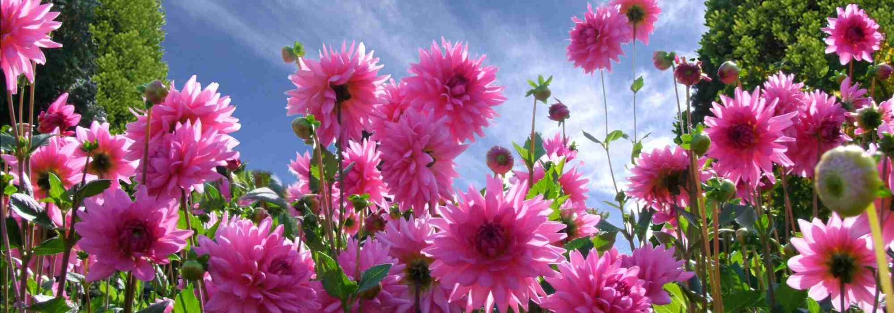 Comment cultiver des dahlias par temps chaud ?