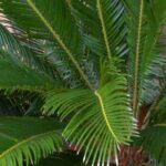 Cultiver le Cycas en pot