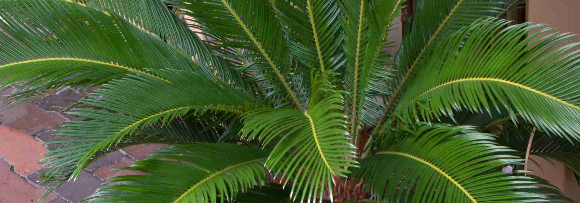 Cultiver le Cycas en pot