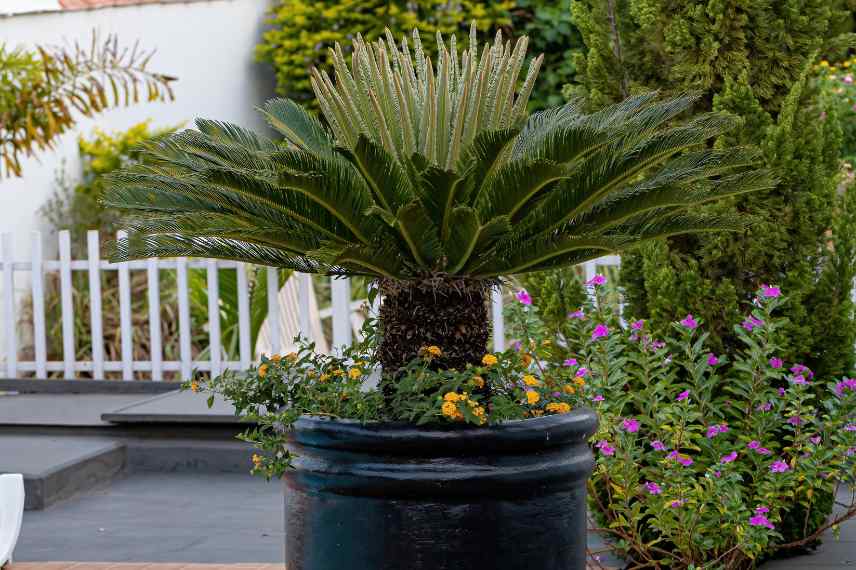 cultiver cycas revoluta en pot, culture cycas en pot, conseils cycas en pot