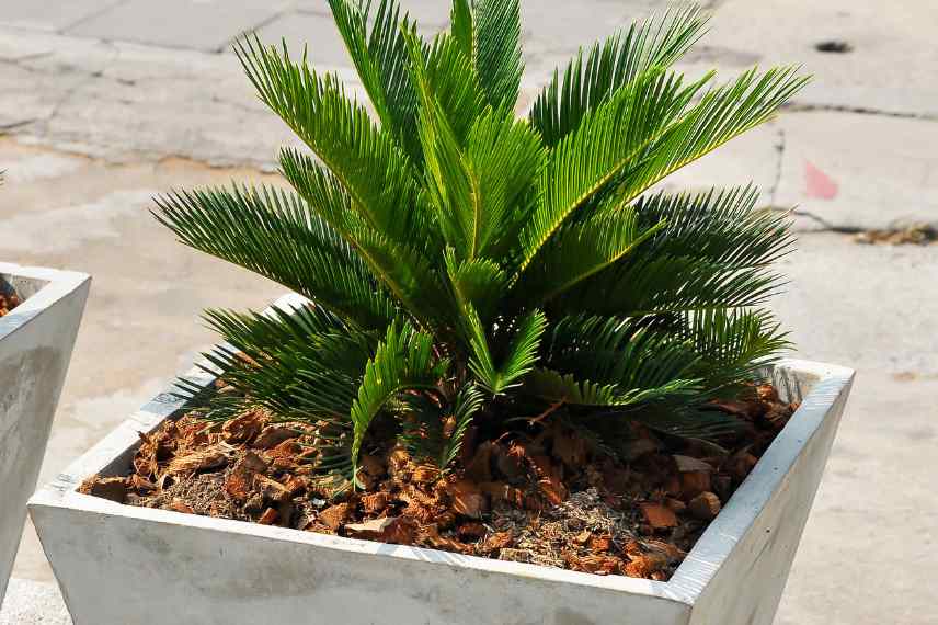 cultiver cycas revoluta en pot, culture cycas en pot, conseils cycas en pot