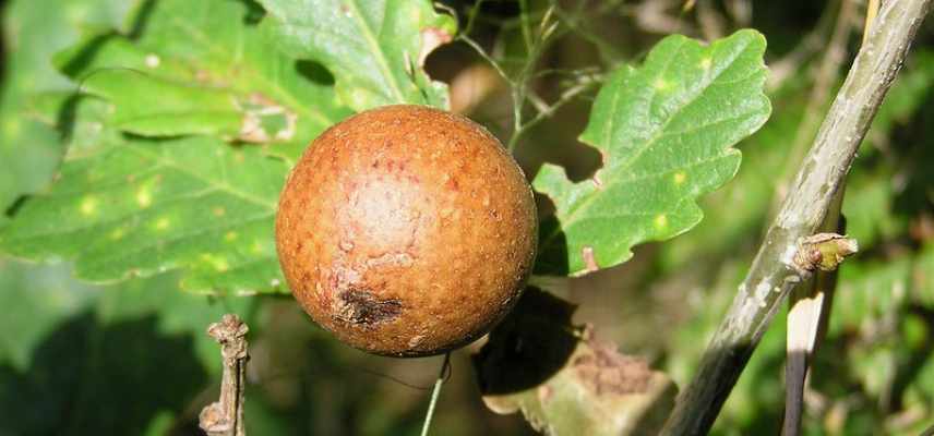 Maladies et parasites des chenes, champignon chene