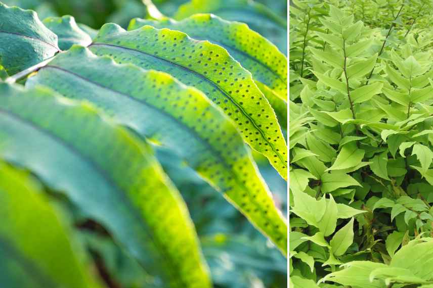 plantes exotiques pour l ombre, vegetaux exotiques ombre ombrage, jardin exotique ombrage ombre, meilleurs plantes exotiques pour l ombre