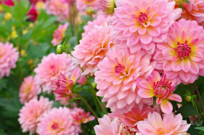 cultiver dahlia par temps chaud, conseils cultiver dahlia canicule, culture dahlia temps chaud, culture dahlia ete chaud, culture dahlia besoins en ete