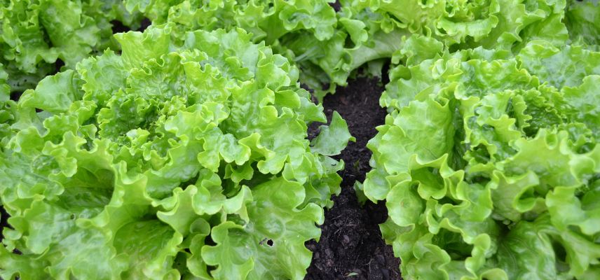 des salades à couper