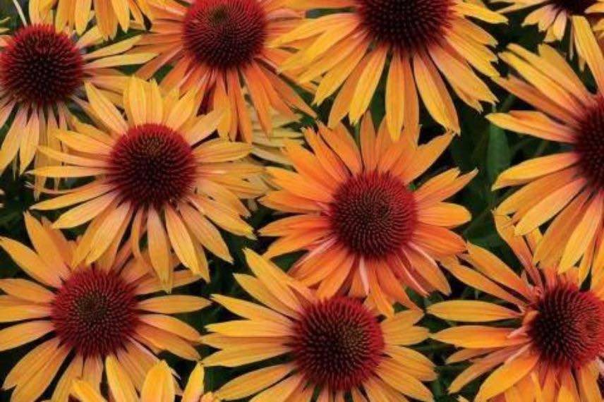 Echinacea Big Kahuna