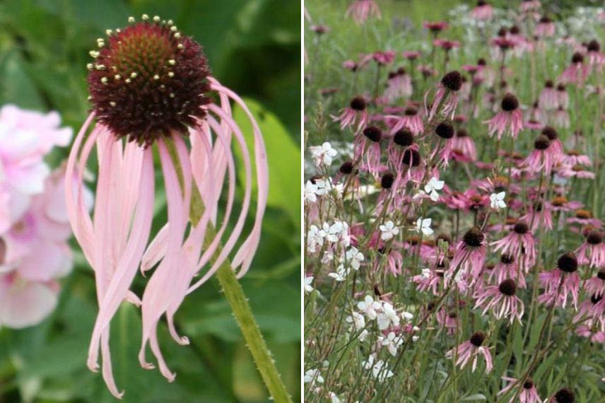 echinacea pallida