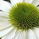 5 échinacées blanches pour illuminer votre jardin