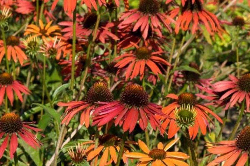 Echinacea purpurea Hot Summer