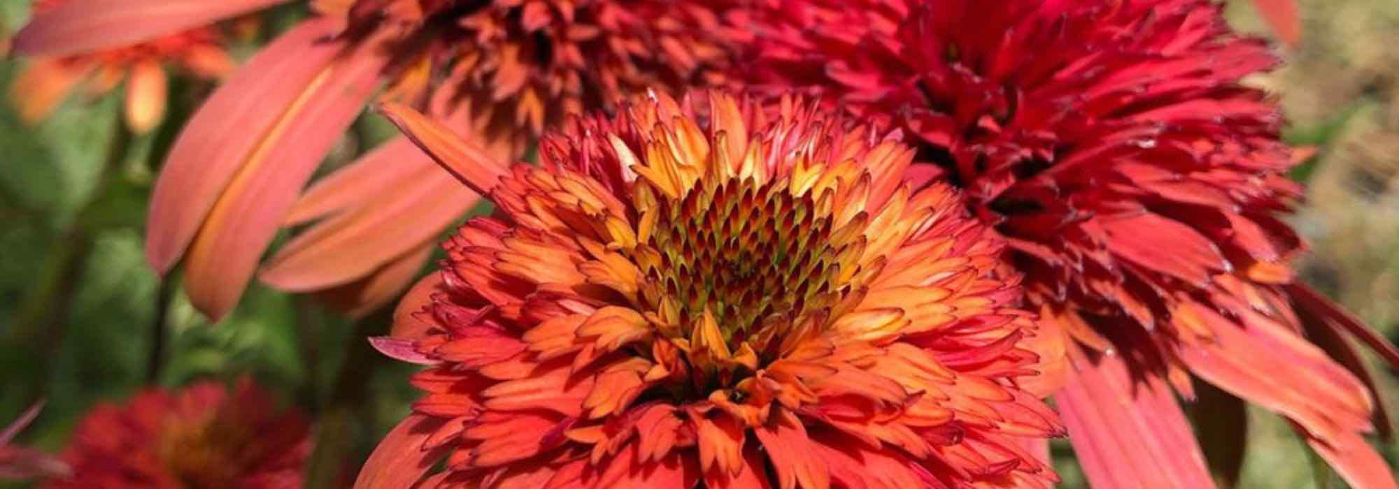 5 Echinacées à fleurs orange à découvrir