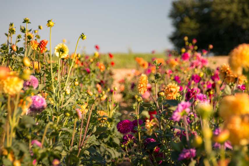 cultiver dahlia par temps chaud, conseils cultiver dahlia canicule, culture dahlia temps chaud, culture dahlia ete chaud, culture dahlia besoins en ete