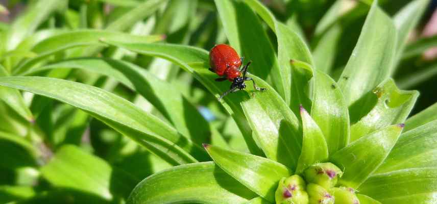 Conseils pour reussir les lys, conseils pour avoir de beaux lys, comment cultiver les lis