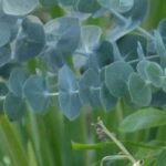 5 arbustes à feuillage bleuté