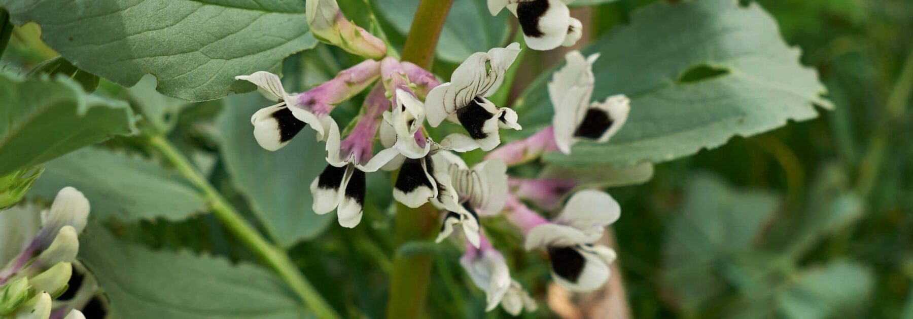 Maladies et parasites de la fève - Promesse de Fleurs