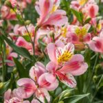 Les meilleurs fleurs et feuillages longue durée pour vos bouquets