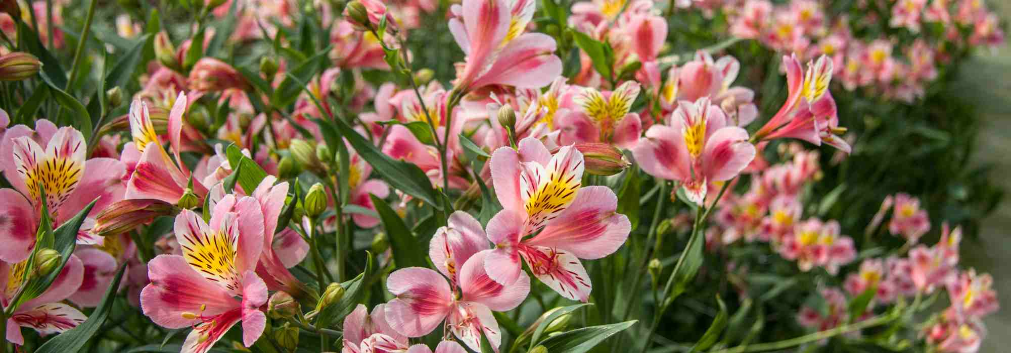 Les meilleurs fleurs et feuillages longue durée pour vos bouquets