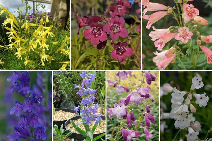 couleurs fleurs penstemon 